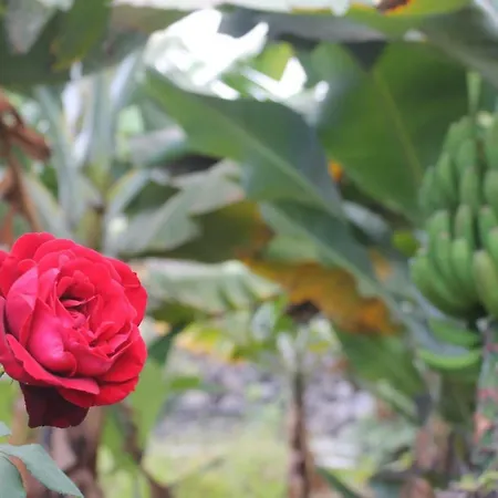 別荘 La Plantacion _agroturismo *
