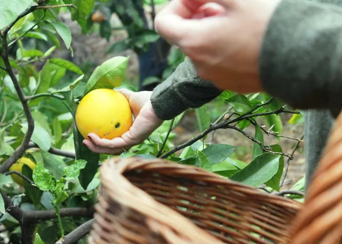 La Plantacion _agroturismo * لا أوروتافا