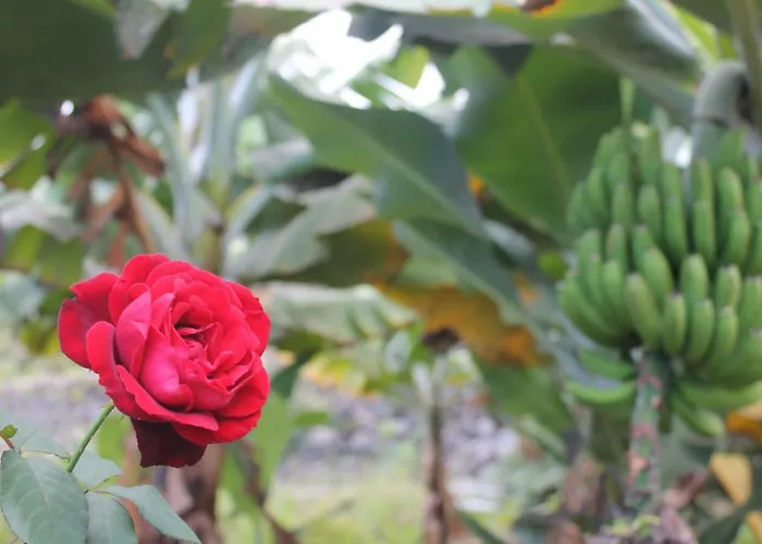 بيت للعطل La Plantacion _agroturismo *