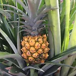 La Plantacion _agroturismo بيت للعطل *