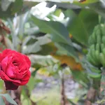 בית נופש La Plantacion _agroturismo *