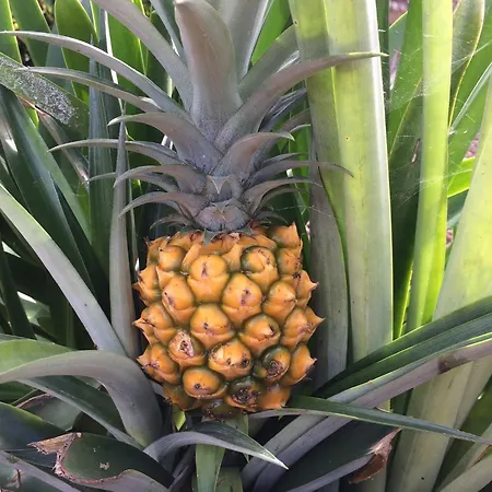 La Plantacion _agroturismo Holiday home *
