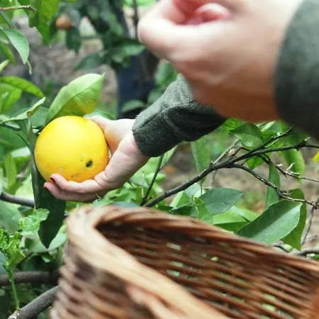 La Plantacion _agroturismo * La Orotava