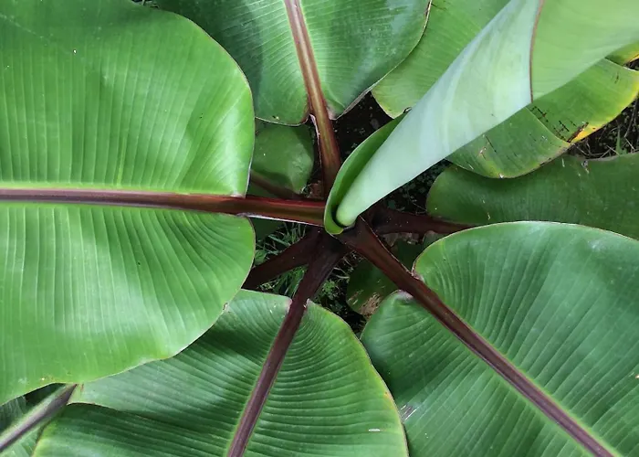 La Plantacion _agroturismo 別荘 *