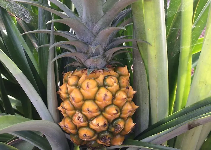 La Plantacion _agroturismo Дом отдыха *