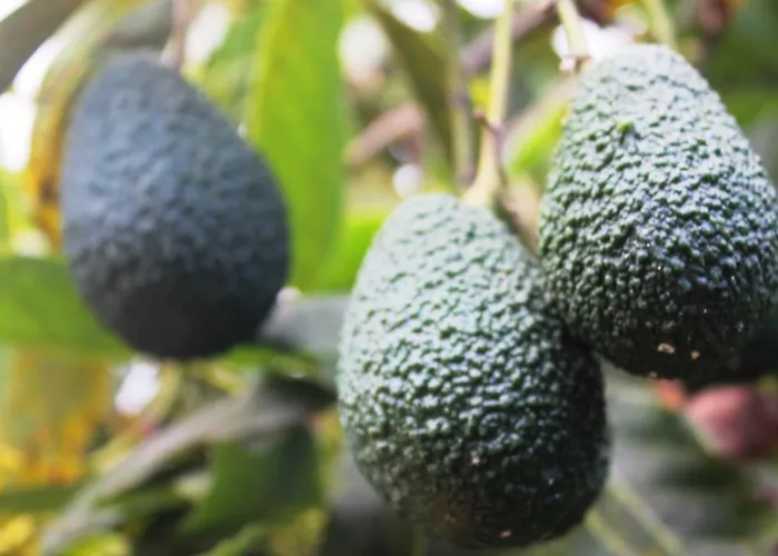 La Plantacion _agroturismo